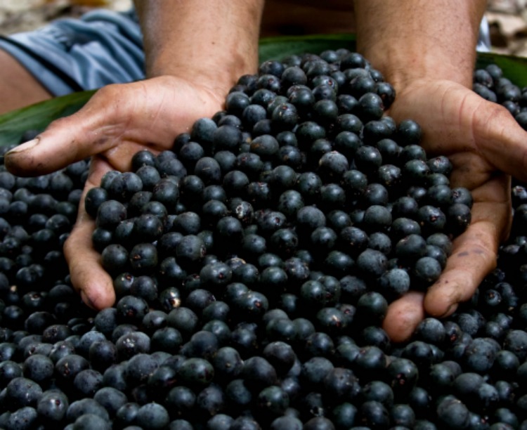 acai