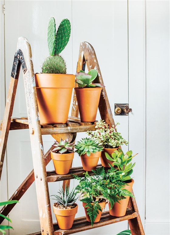 plantas3