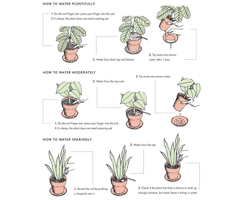 plantas4