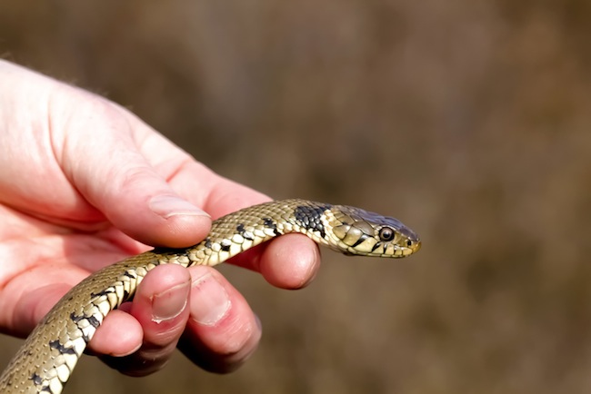 cobra 2