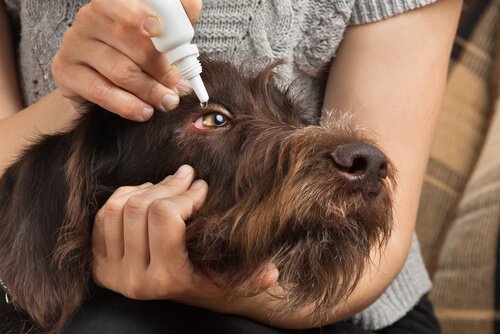 remedios para cachorros2