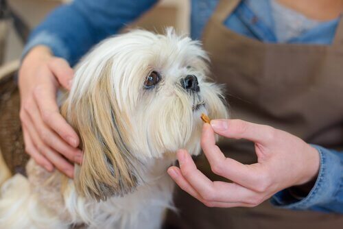 remedios para cachorros3
