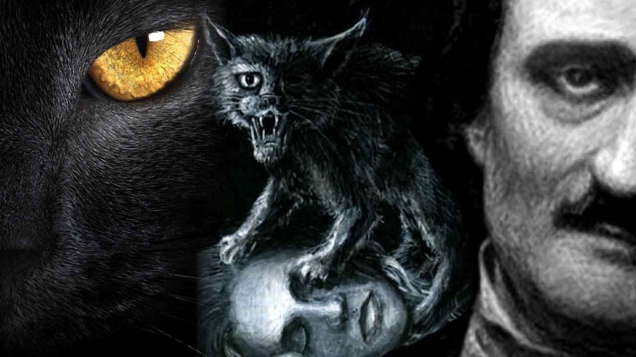 gato preto