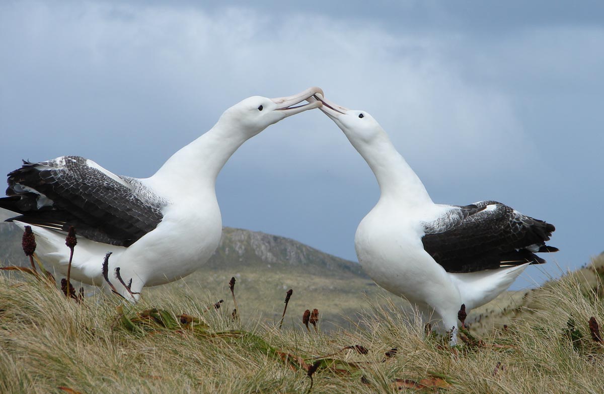 albatroz curiosidade