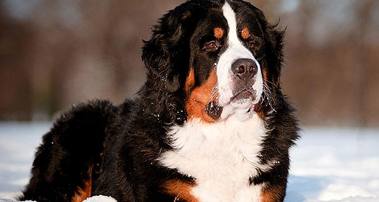 cachorro curiosidade