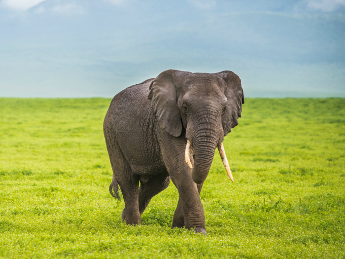 elefante curiosidade