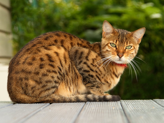 gato curiosidade
