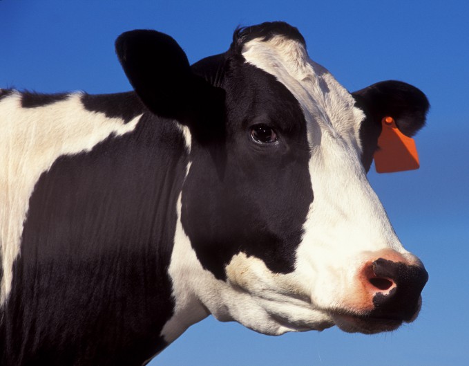 vaca curiosidade