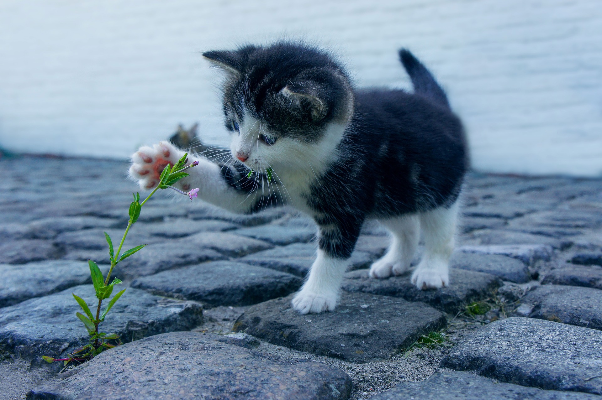 cat 2536662 1920 pixabay