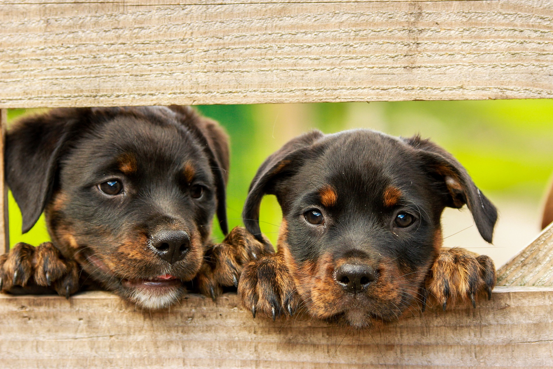 rottweiler 1785760 1920 pixabay
