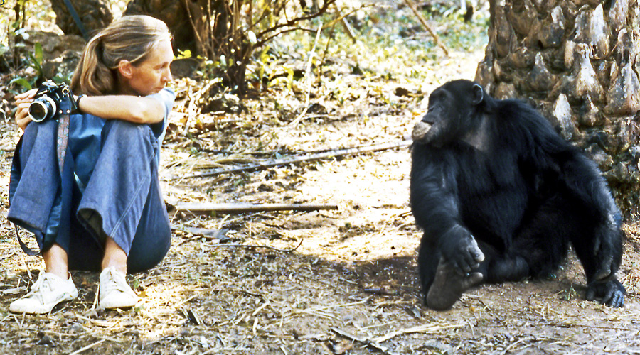 janegoodallmain