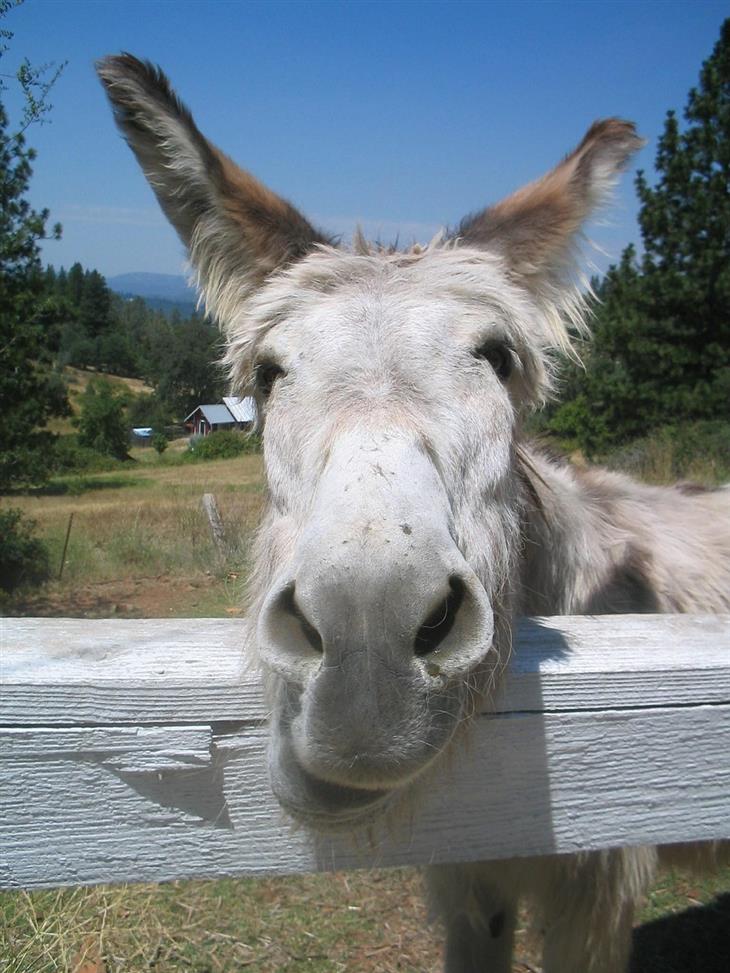 ANCIAO MENINO BURRO3