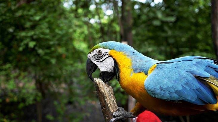 arara